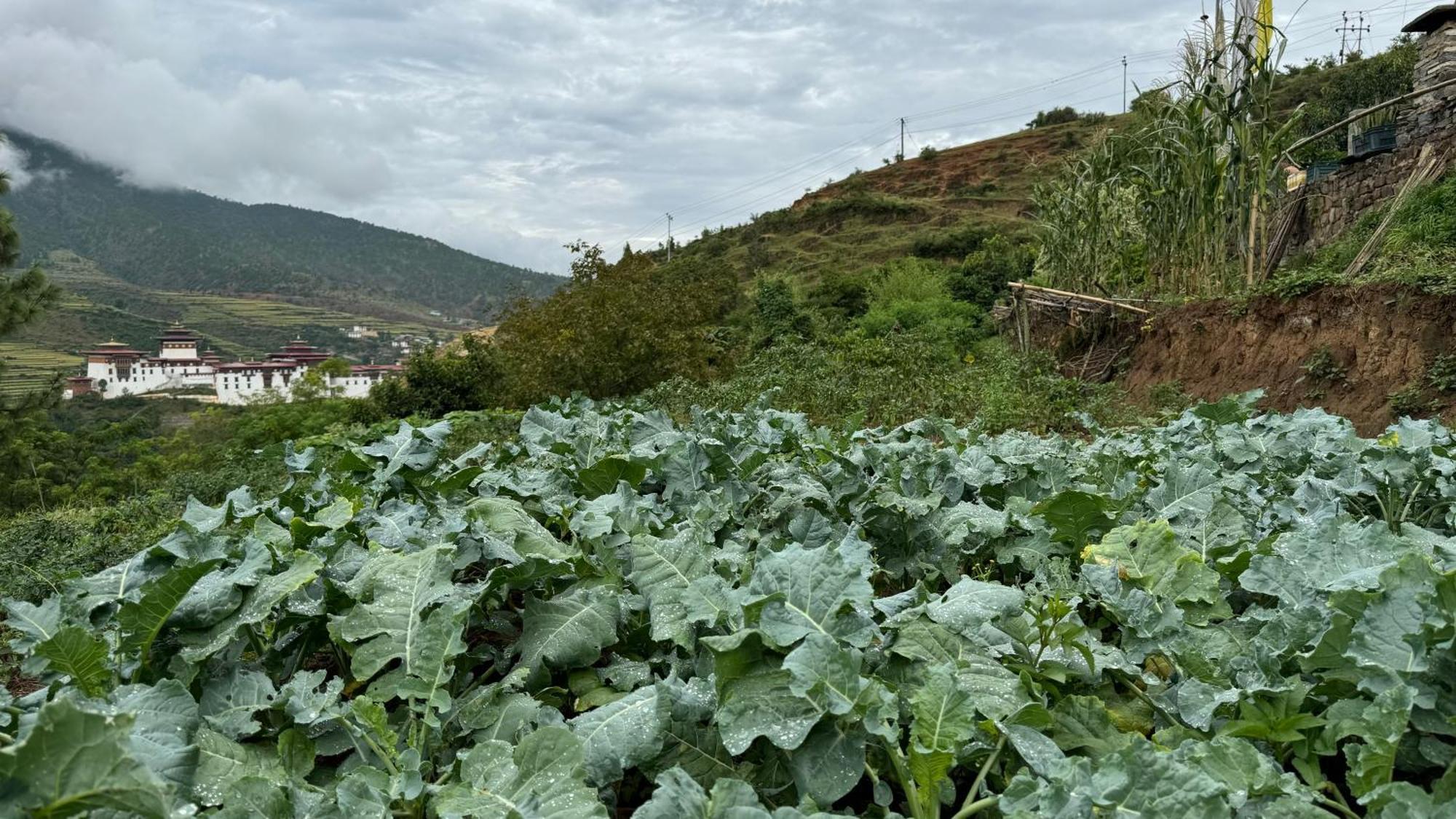 Wangdue Ecolodge Wangdue Phodrang Экстерьер фото